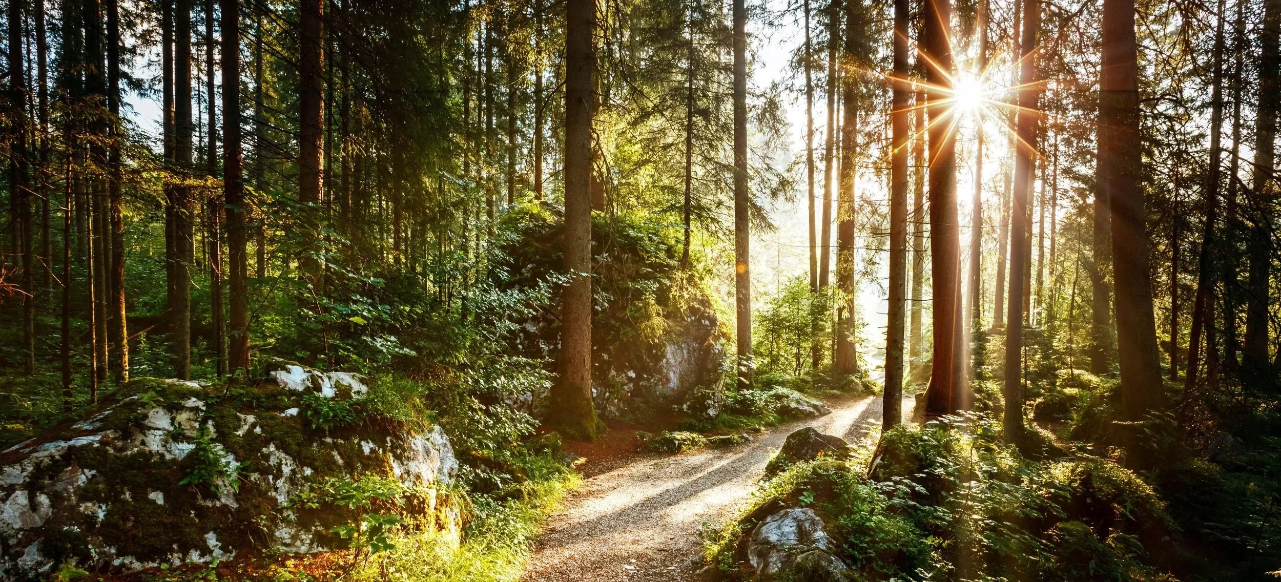 Sunlight filtering through a forest path, representing clarity emerging gently through presence and reflection.
