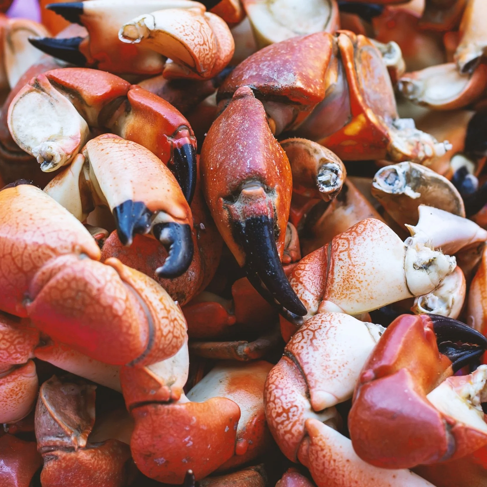 A pile of Stone Crab Claws.
