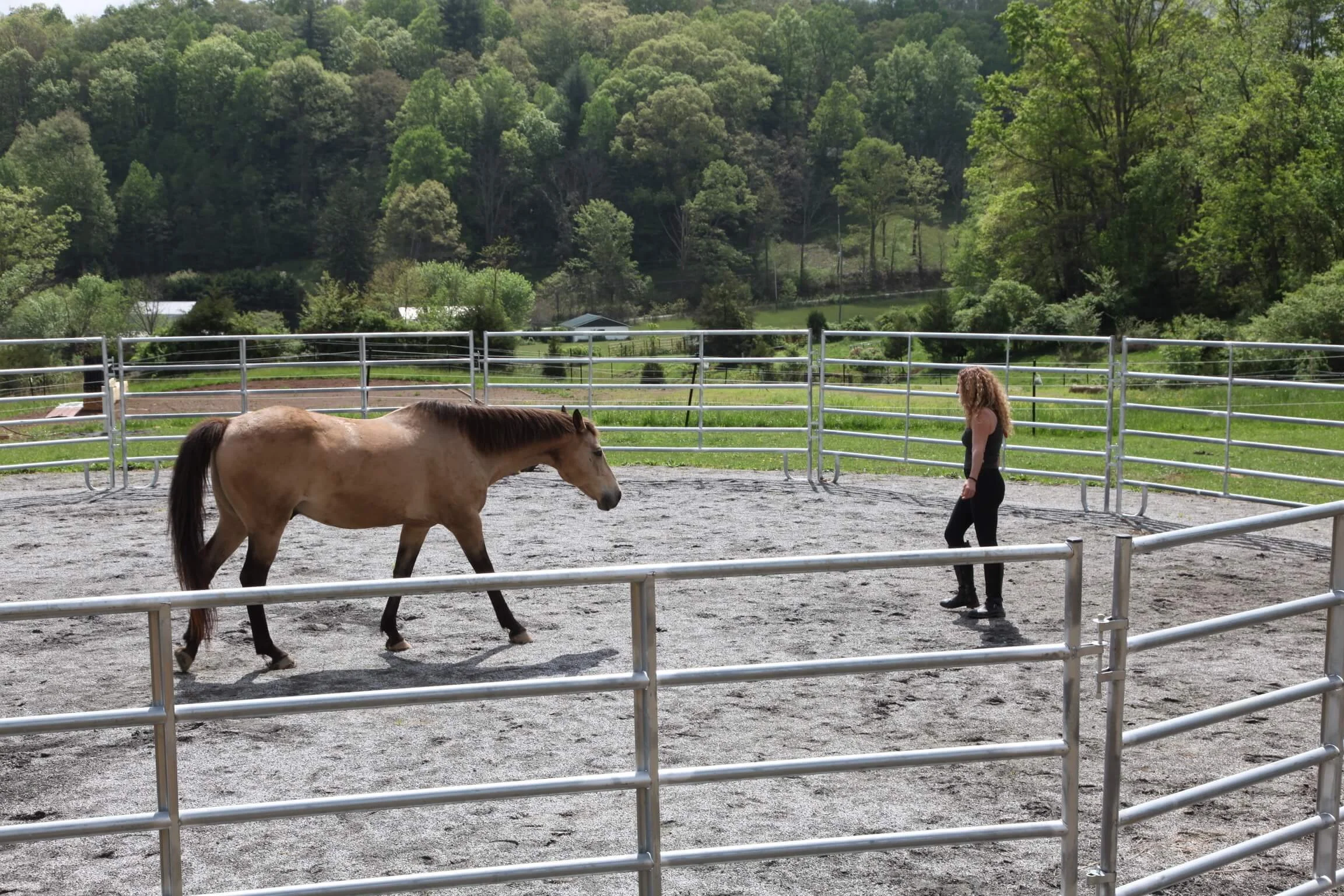 Setting Boundaries with Horses