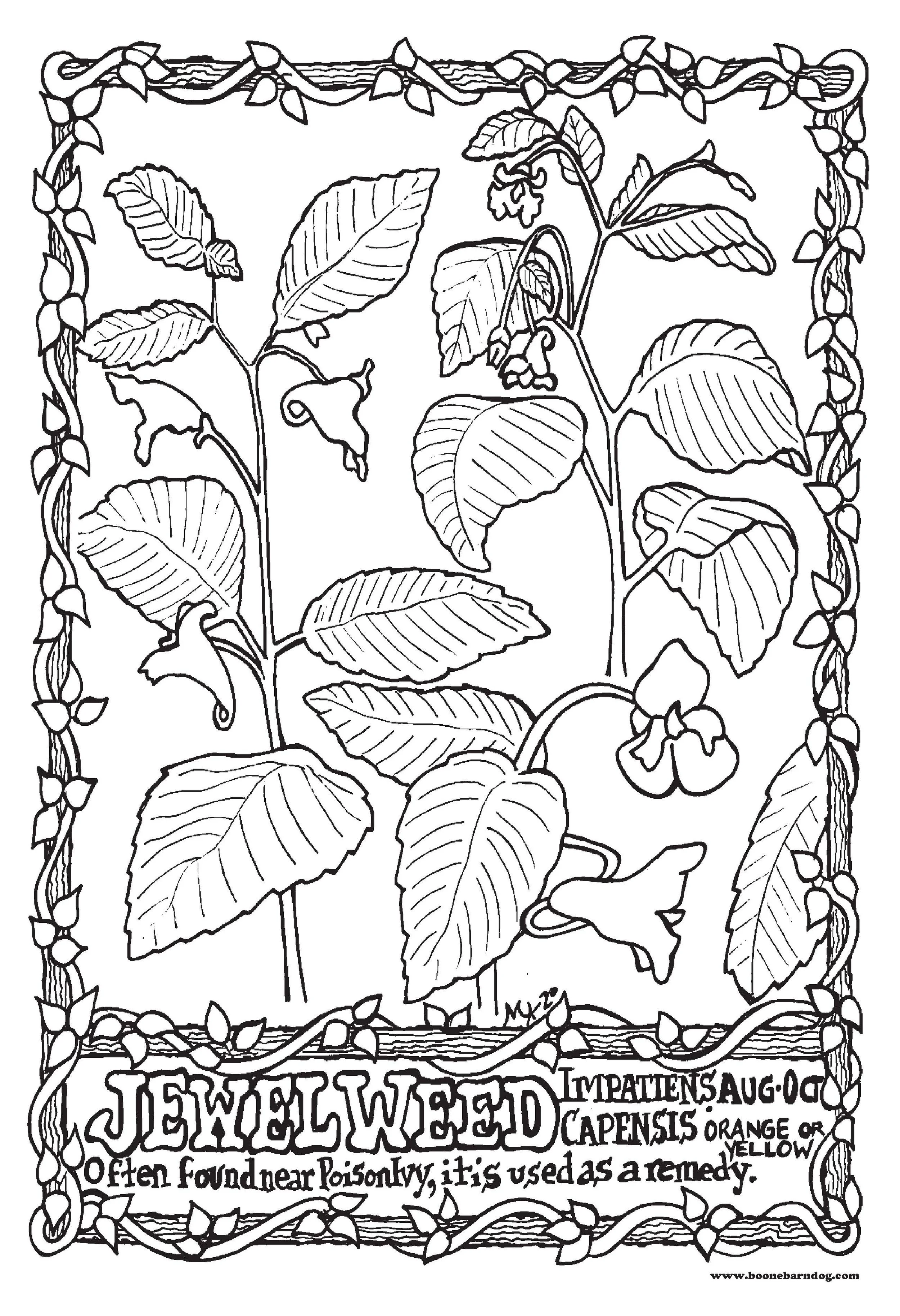 Jewel Weed - Wildflowers