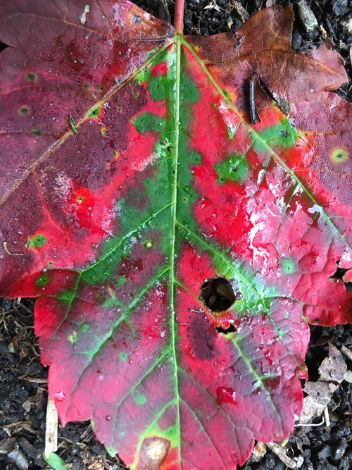 The Call of Fall
