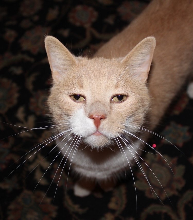 Cat 22