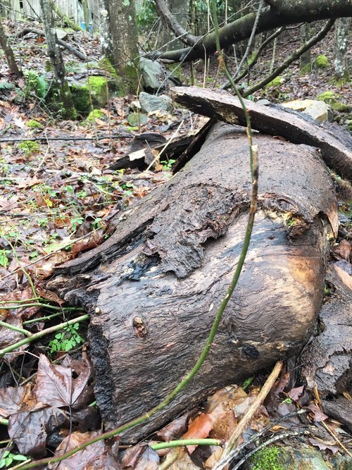 Kick the Log