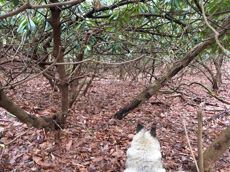 To Follow a Dog