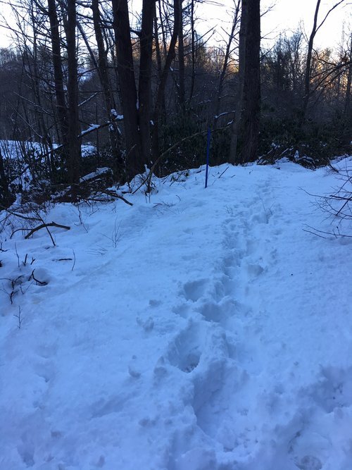 No Frogs Today