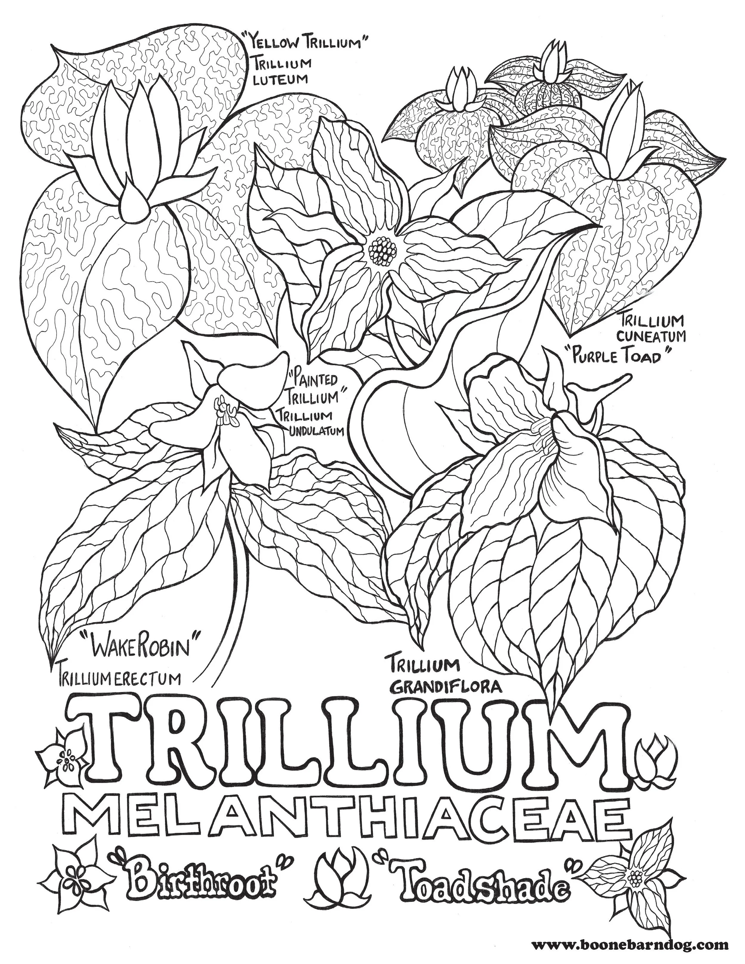 Trillium - Wildflower "Print-at-Home" Poster
