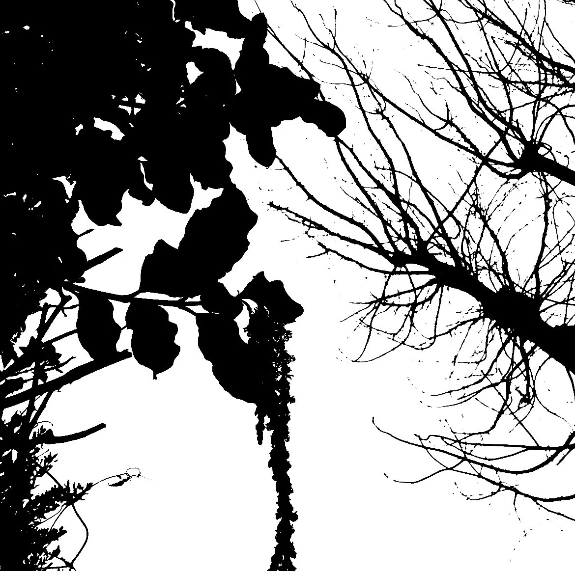 Catkins (lithograph)