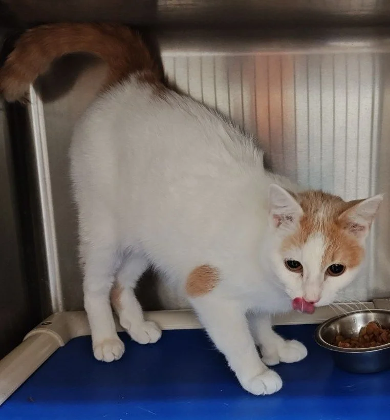 Bea(Tortie) Macaroni(Polydactyl) Bonded Pair