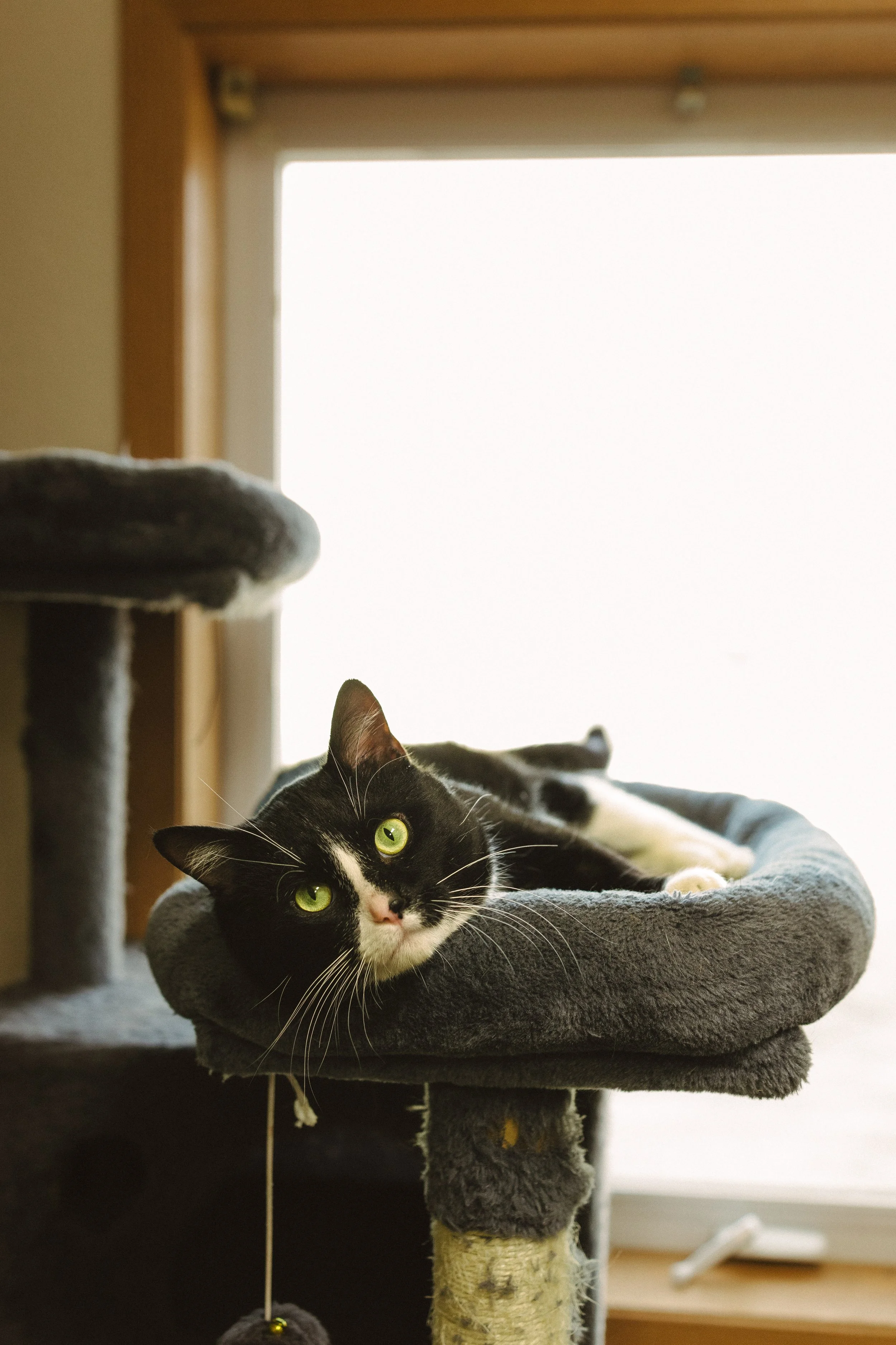 Steven-Adoption Pending