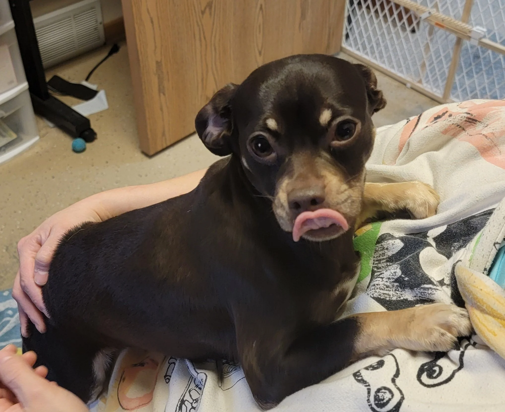 Runah-Adoption Pending