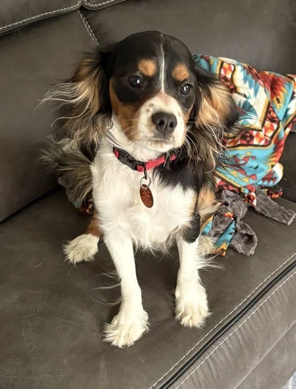 Cowboy-Adoption Pending