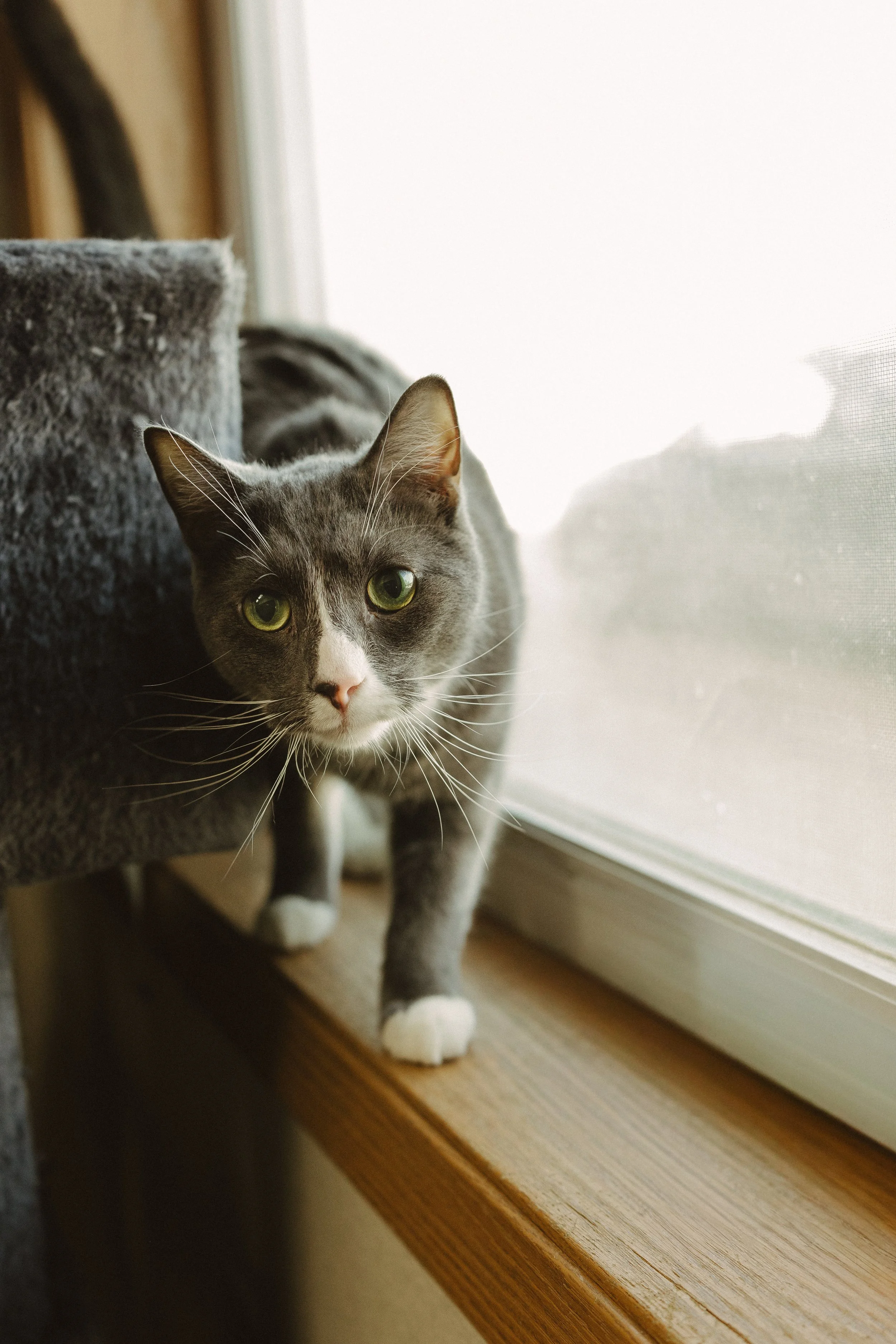 Kawther(F) and Zaid(M) Bonded Pair 