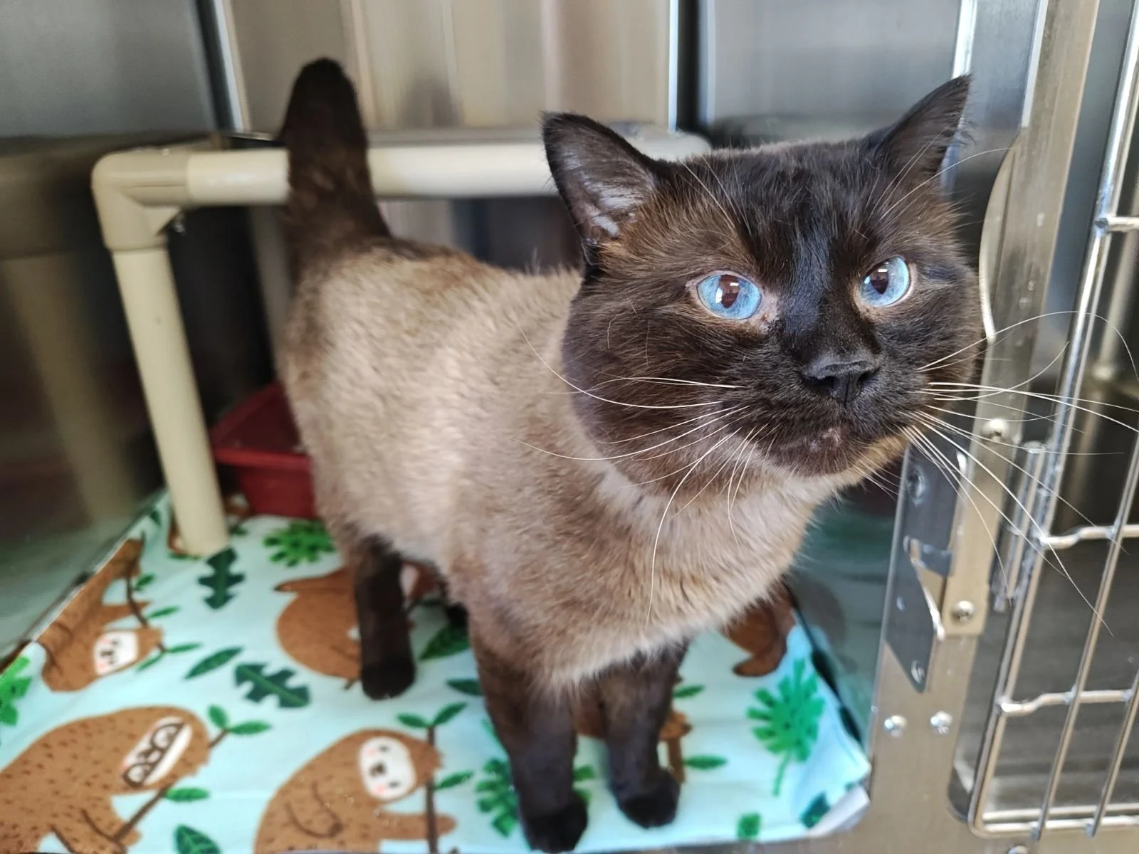 Abbra &amp; Dabbra-Senior Bonded Pair
