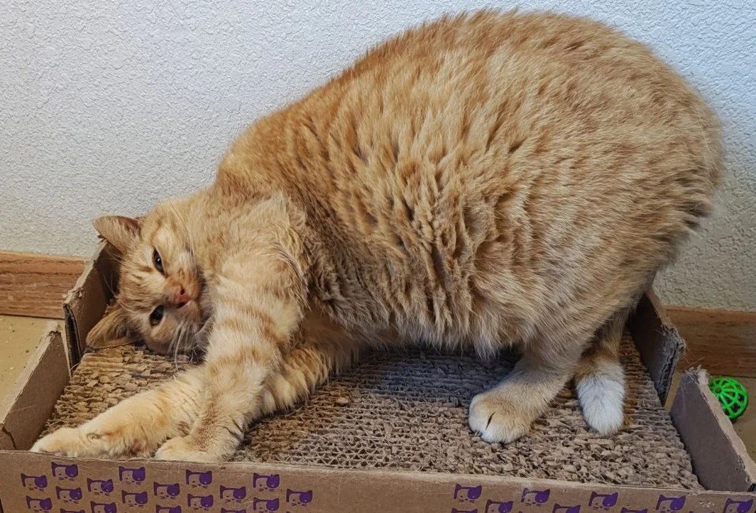 Shoppie-Senior Cat