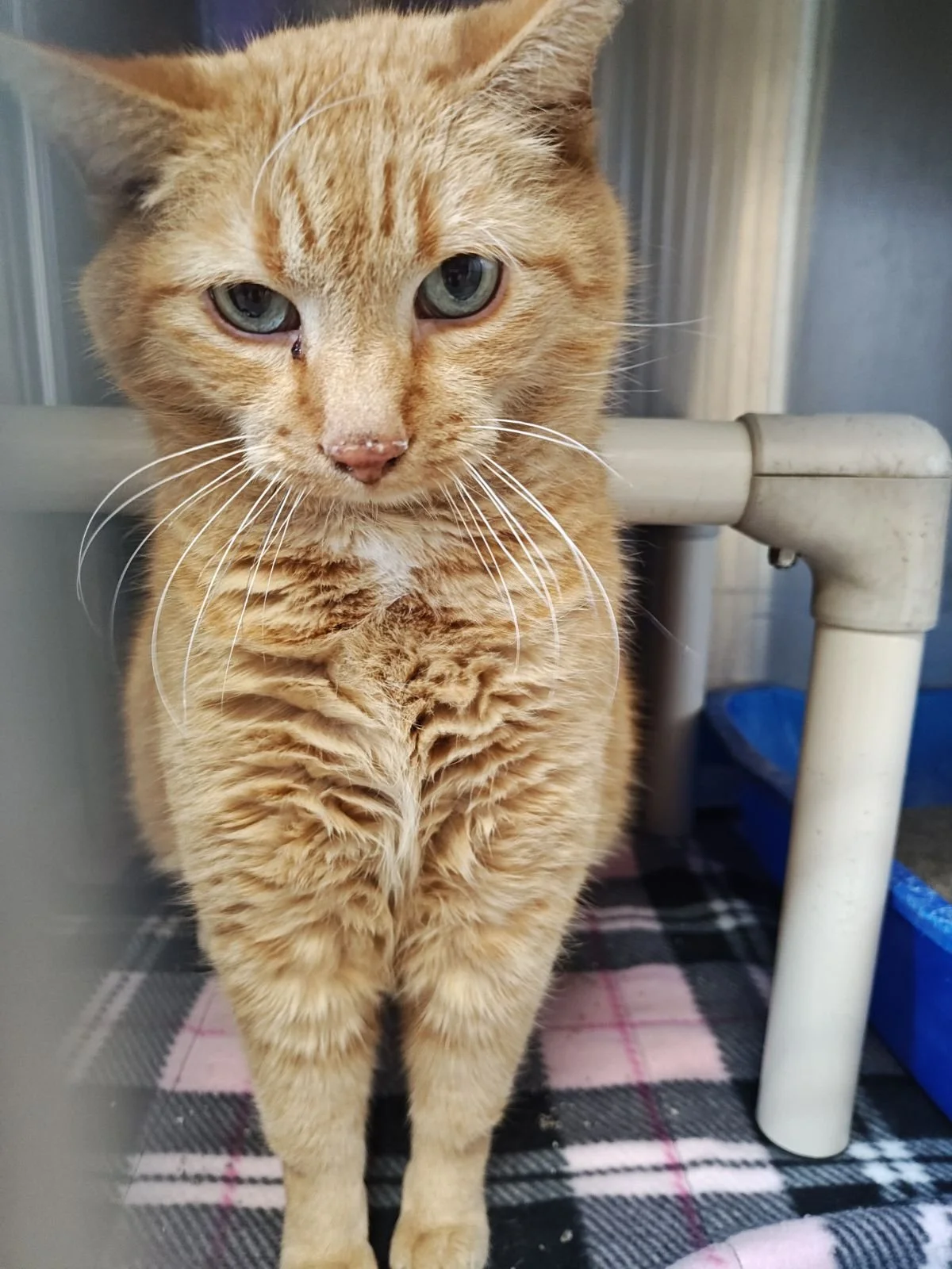 Shoppie-Senior Cat