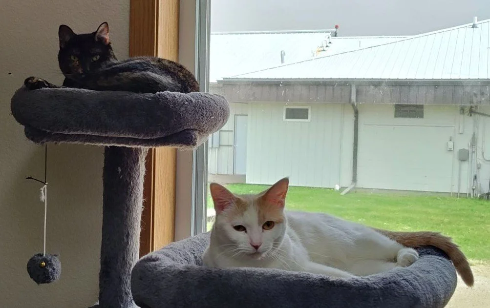 Bea &amp; Macaroni Bonded Pair
