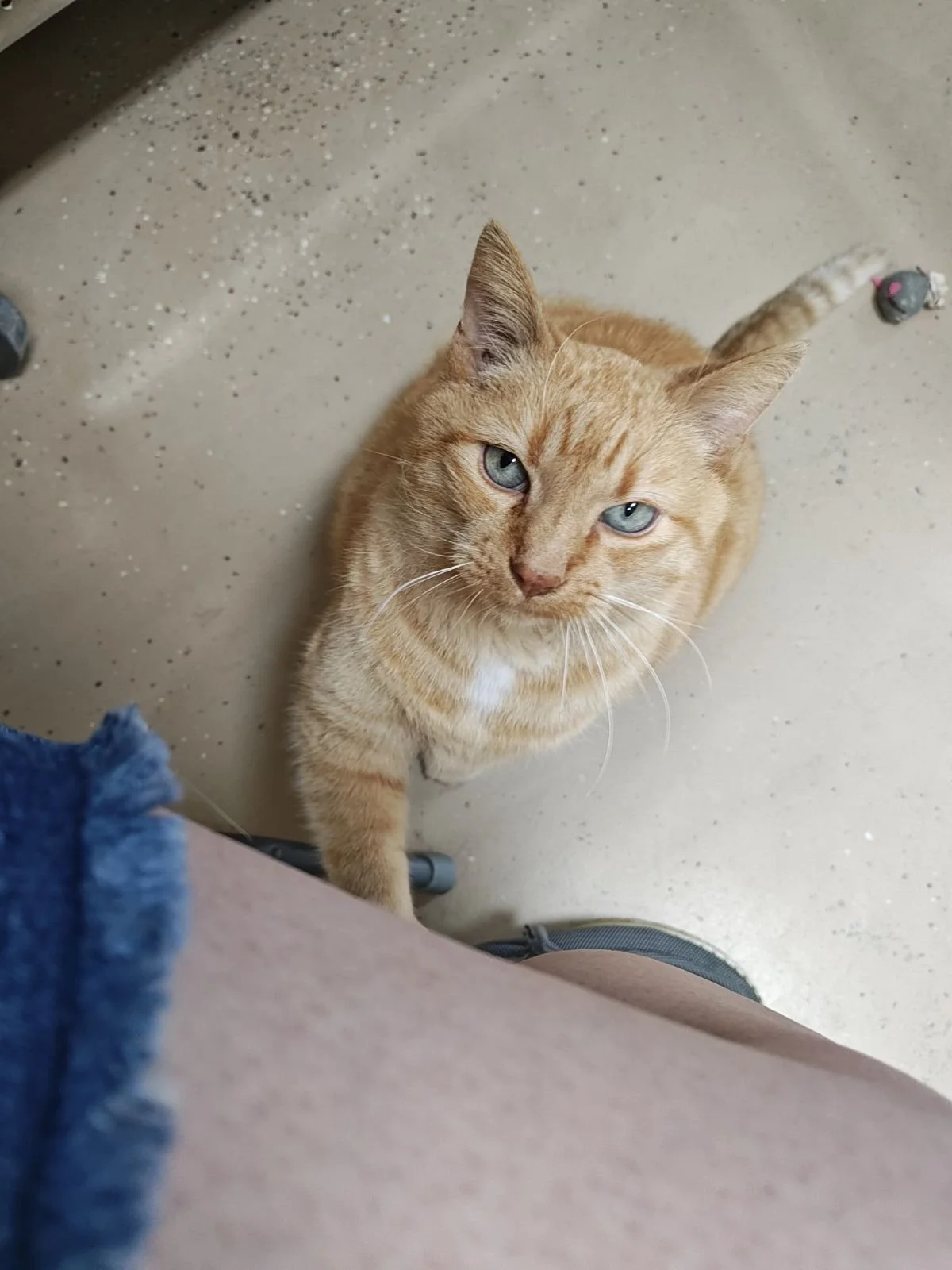 Shoppie-Senior Cat