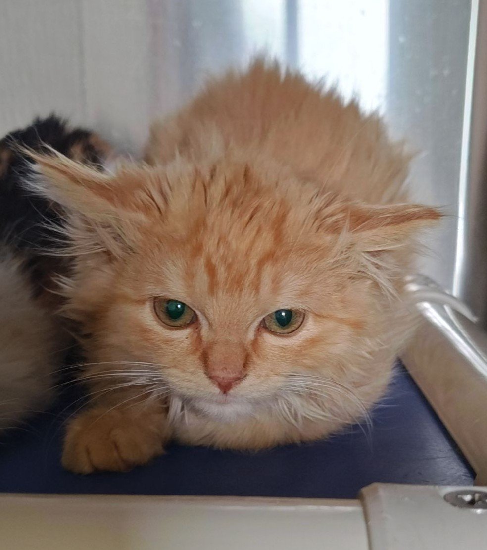 Willie-Adoption Pending