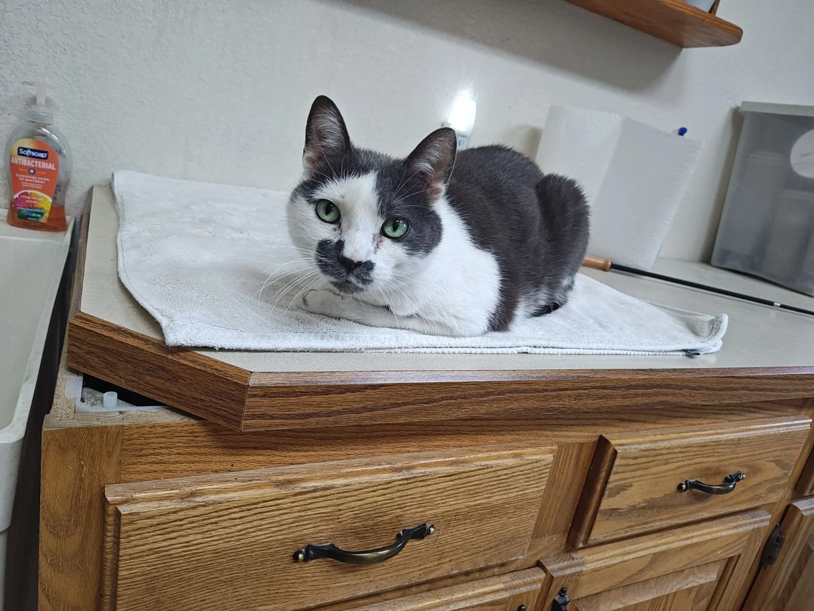 Leo