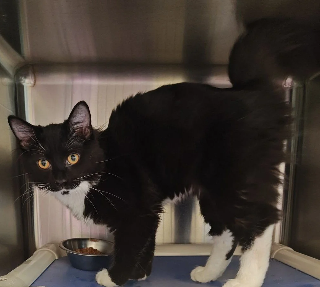 Sylvester