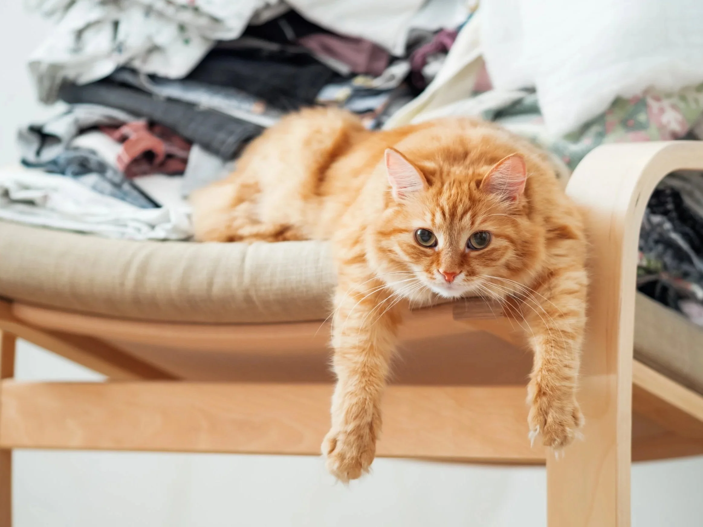 Cat in clutter for editing