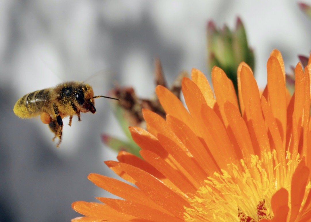 April Invitation: 3 Novel Ways to Remember Your Dreams