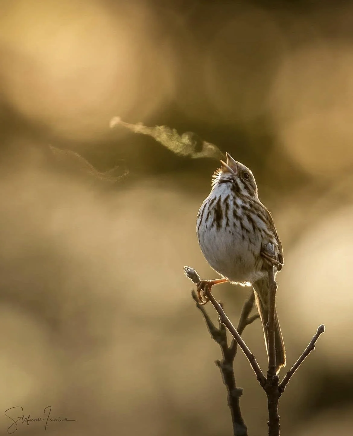Prayer to the Spirit that Animates All Things