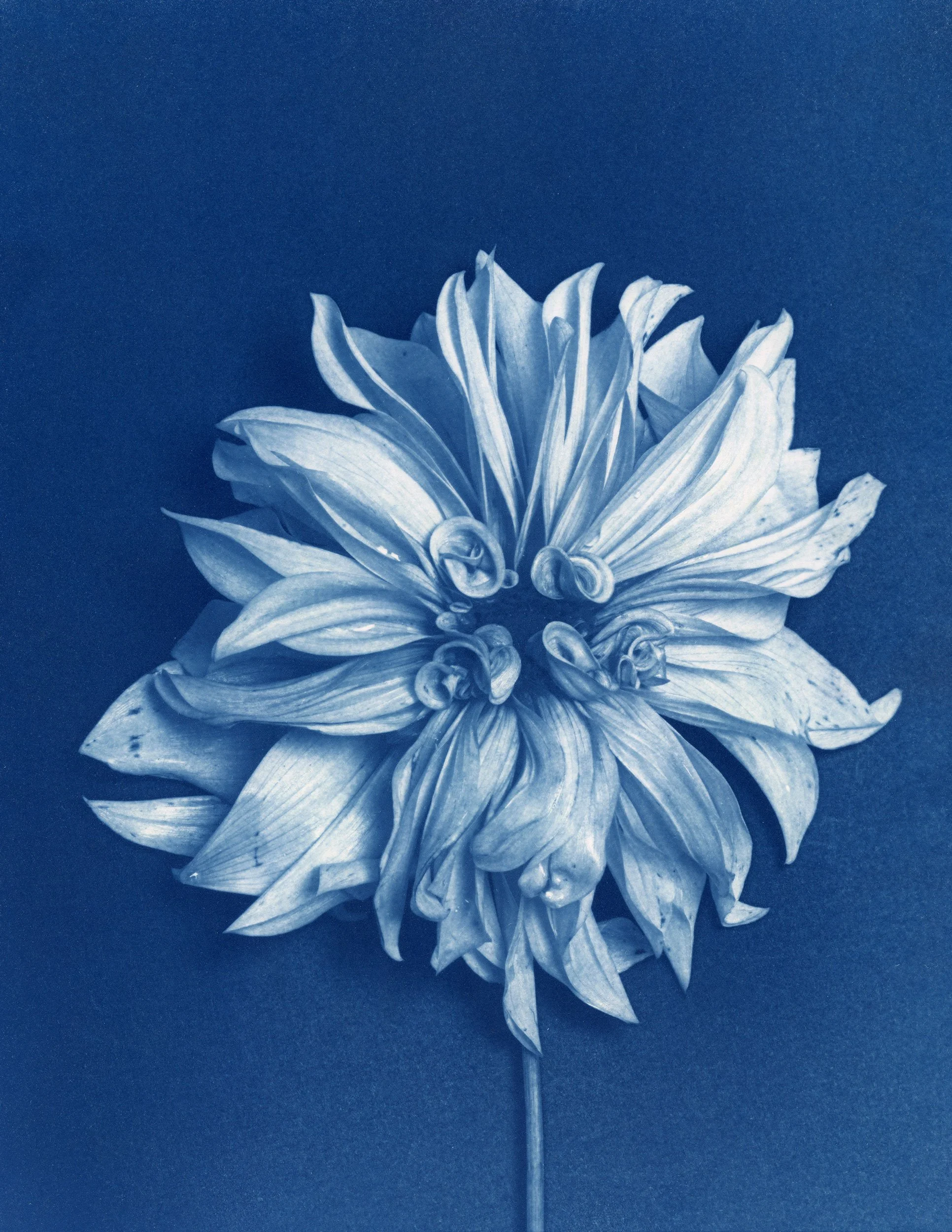 Dahlia-Cafe-au-Lait.jpg