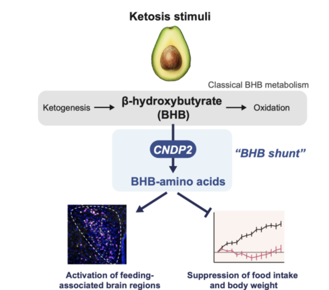 Discovery of ketosis-related pathway could lead to new approach for obesity treatments