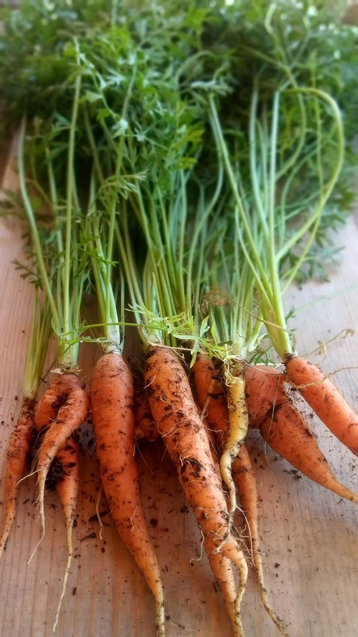 Carrots, Garden.jpg
