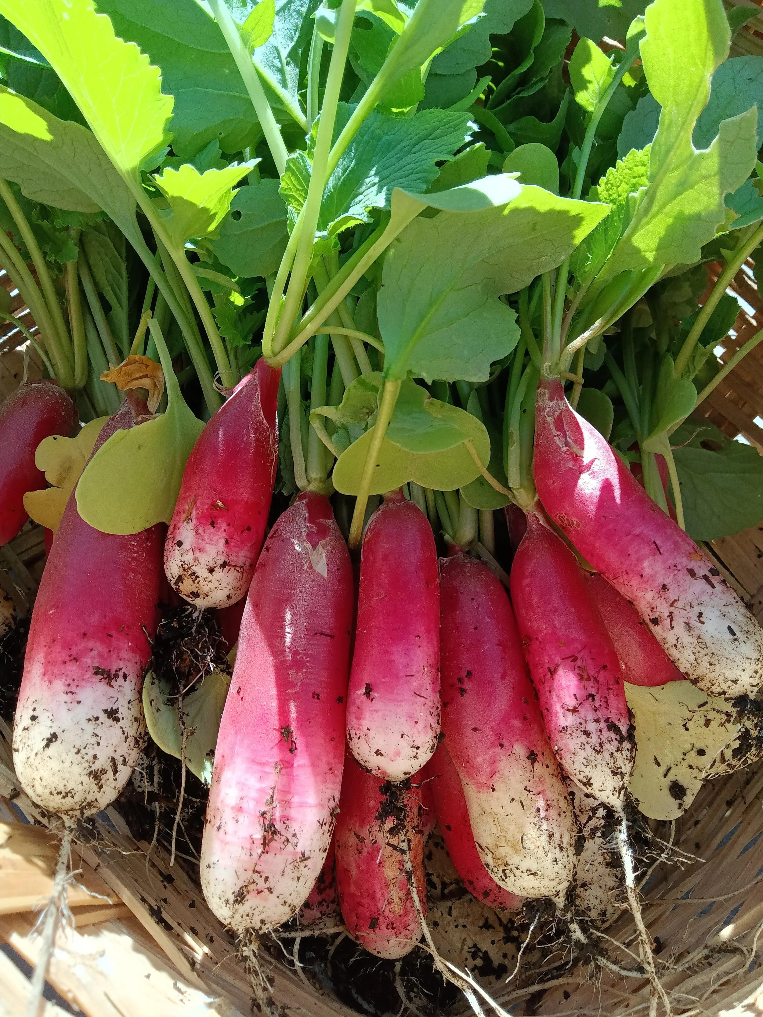 Radish - French Breakfast - Garden(1).jpg