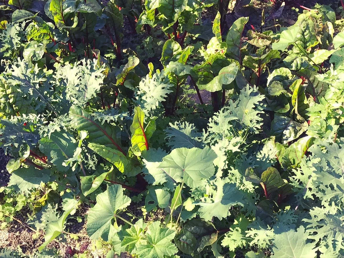 Greens, Havoc Garden.jpg