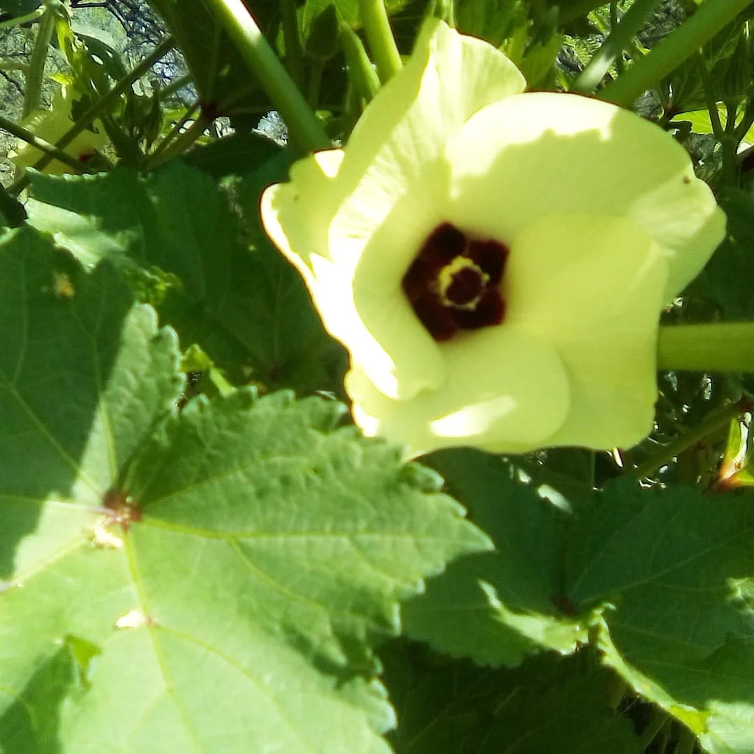 June Produce: What’s New? What’s Leaving?