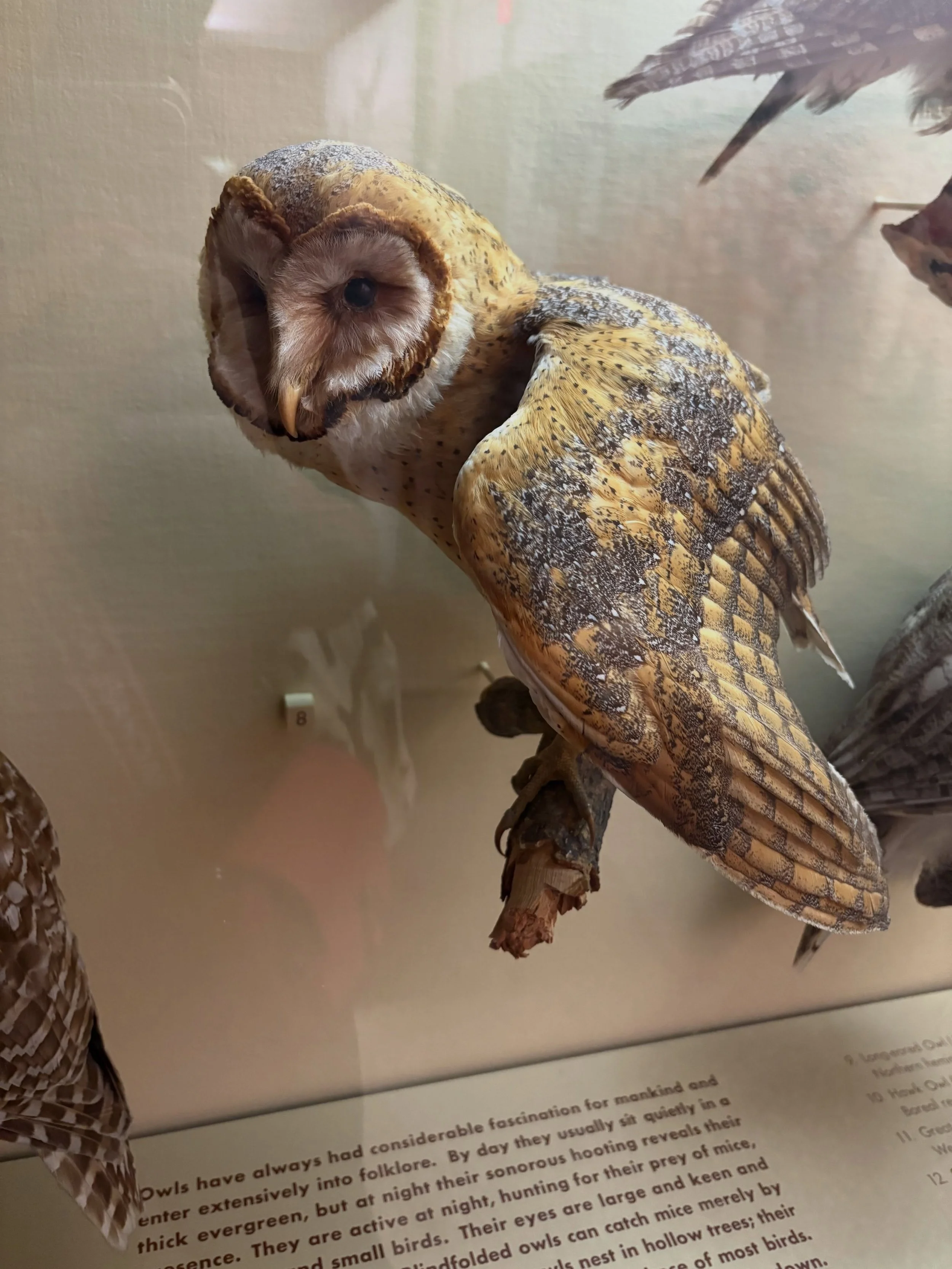 A post on birds!!!!!!! I love birds, they unsettle me, but I also find them intriguing and gorgeous (from a safe distance).