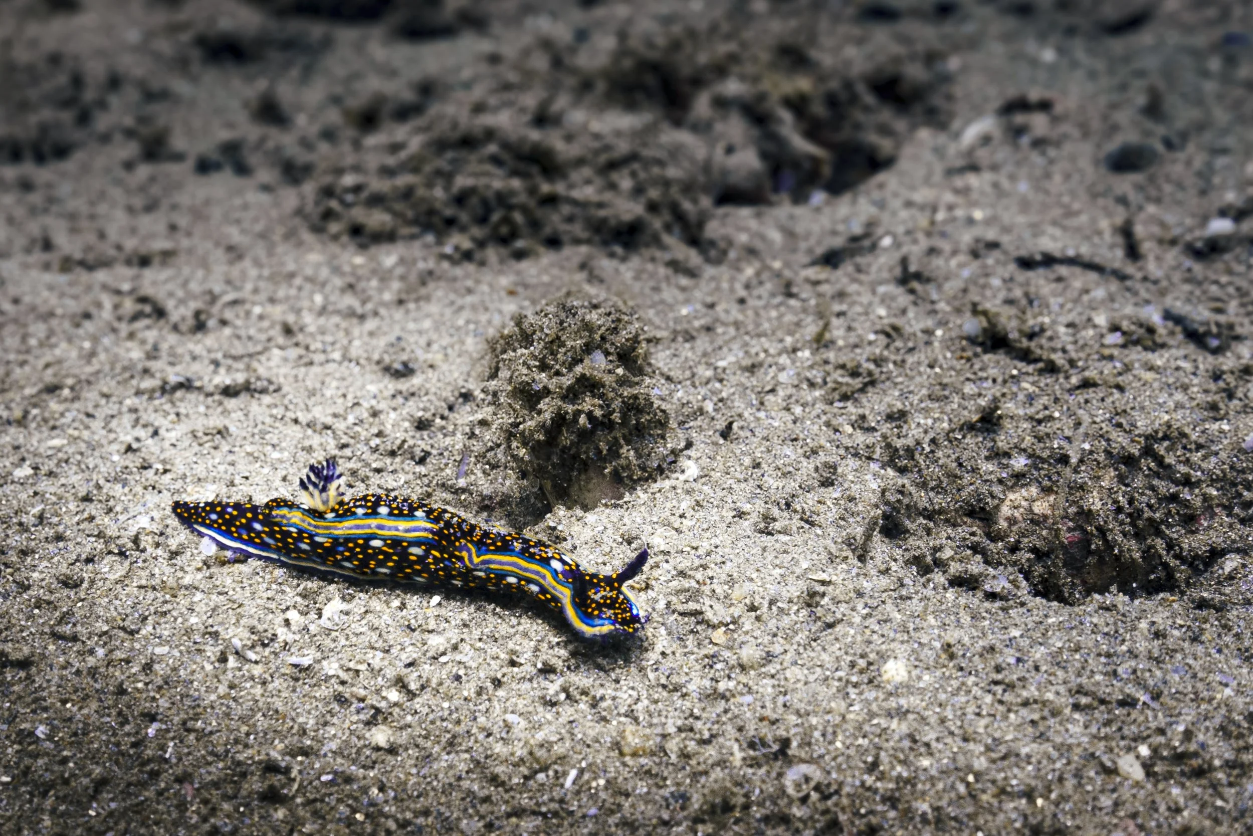 Underwater photograph of a nudibranch on the sandy sea floor in Baja California Sur, Mexico.