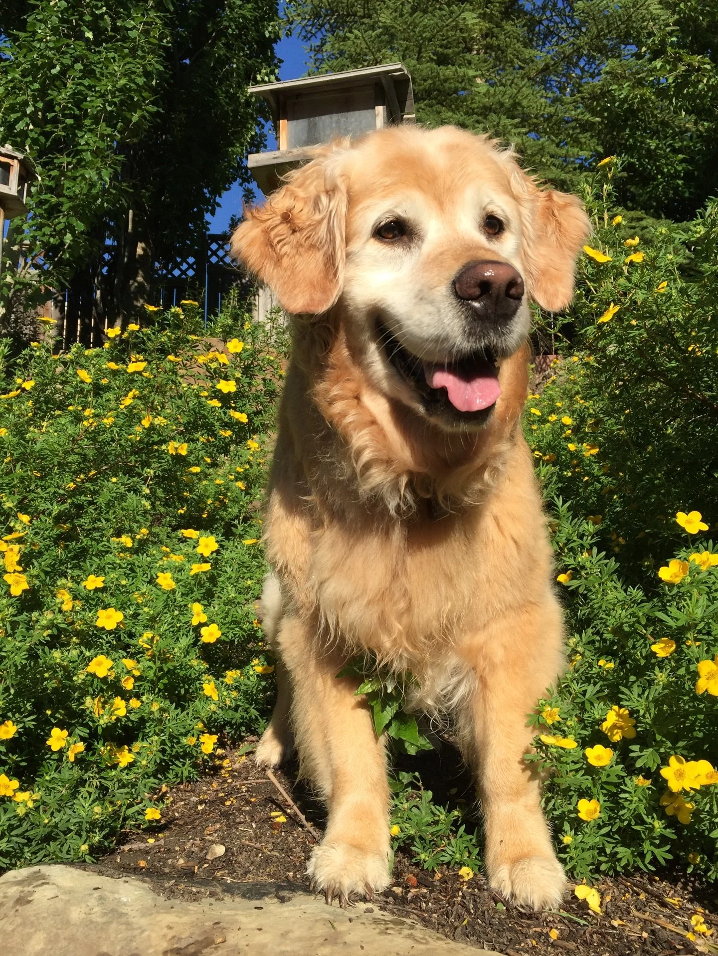 Lexi Bear 🐻 

My beautiful girl, thank you for showing me what it really means to love a dog. I never felt love in this way until you came into our lives. 

It really does hurt so bad to love so hard but I would take all of the pain that comes with 