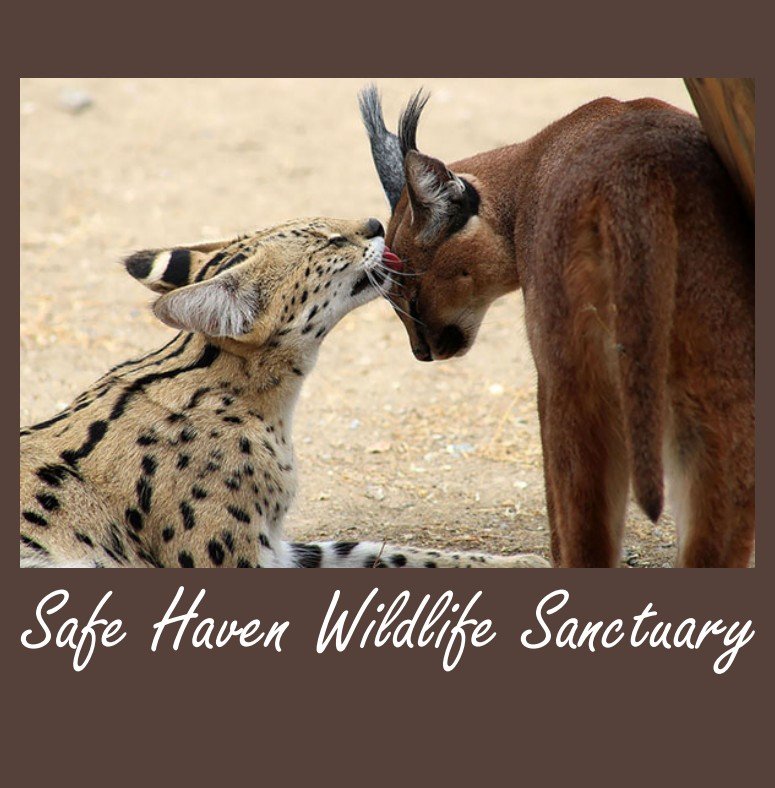Caracal Serval Adult Tee Shirt