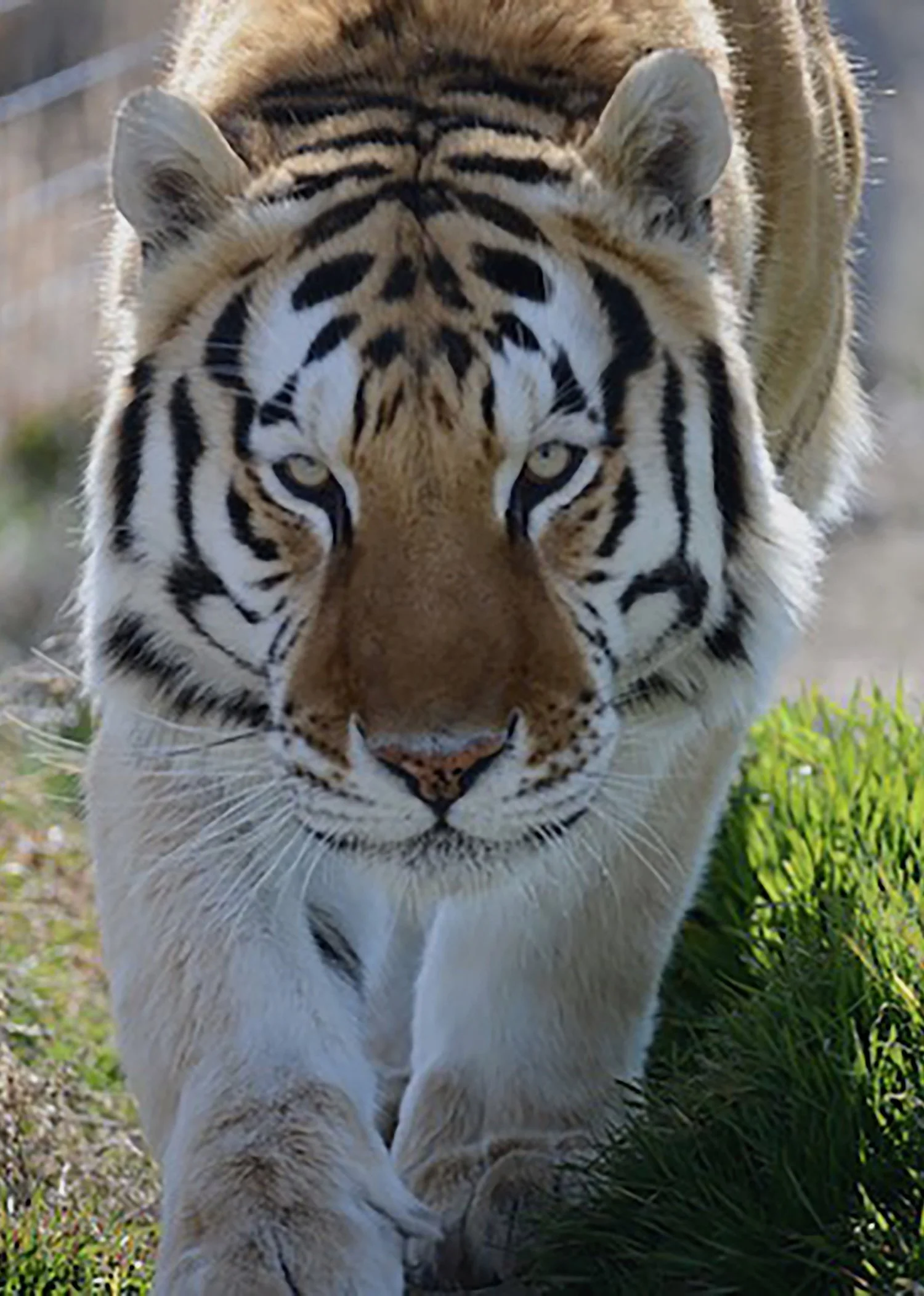 Close-up of a white tiger walking towards the camera, with piercing eyes and distinctive black stripes on its face and body.
