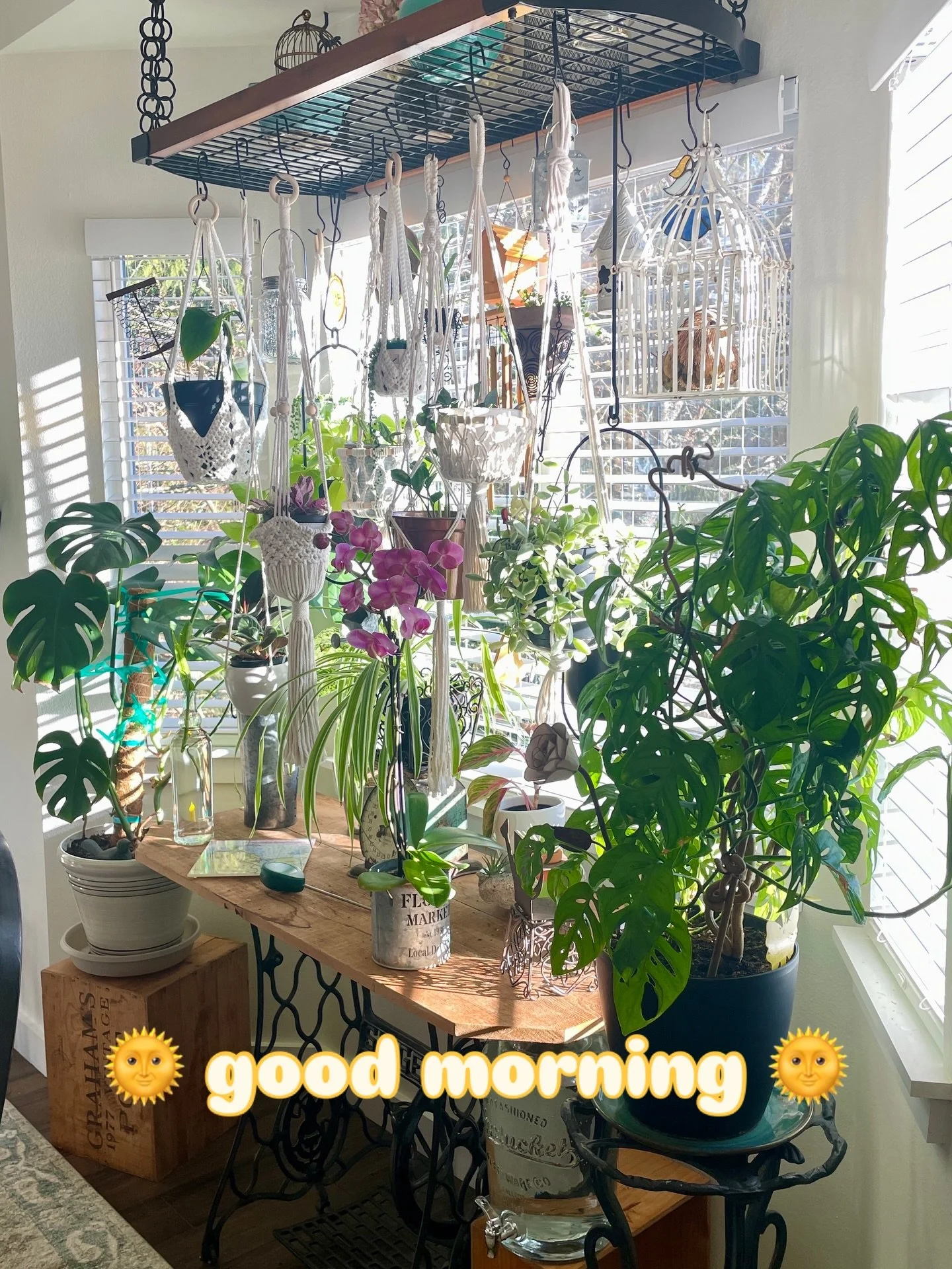 My plant window is one of my happy places that I escape to when the world is too much these days. I pray and believe better things are coming. 

What space do you escape to?

#everyonebelongs #dountoothers #believethewomen #makeart #resist
