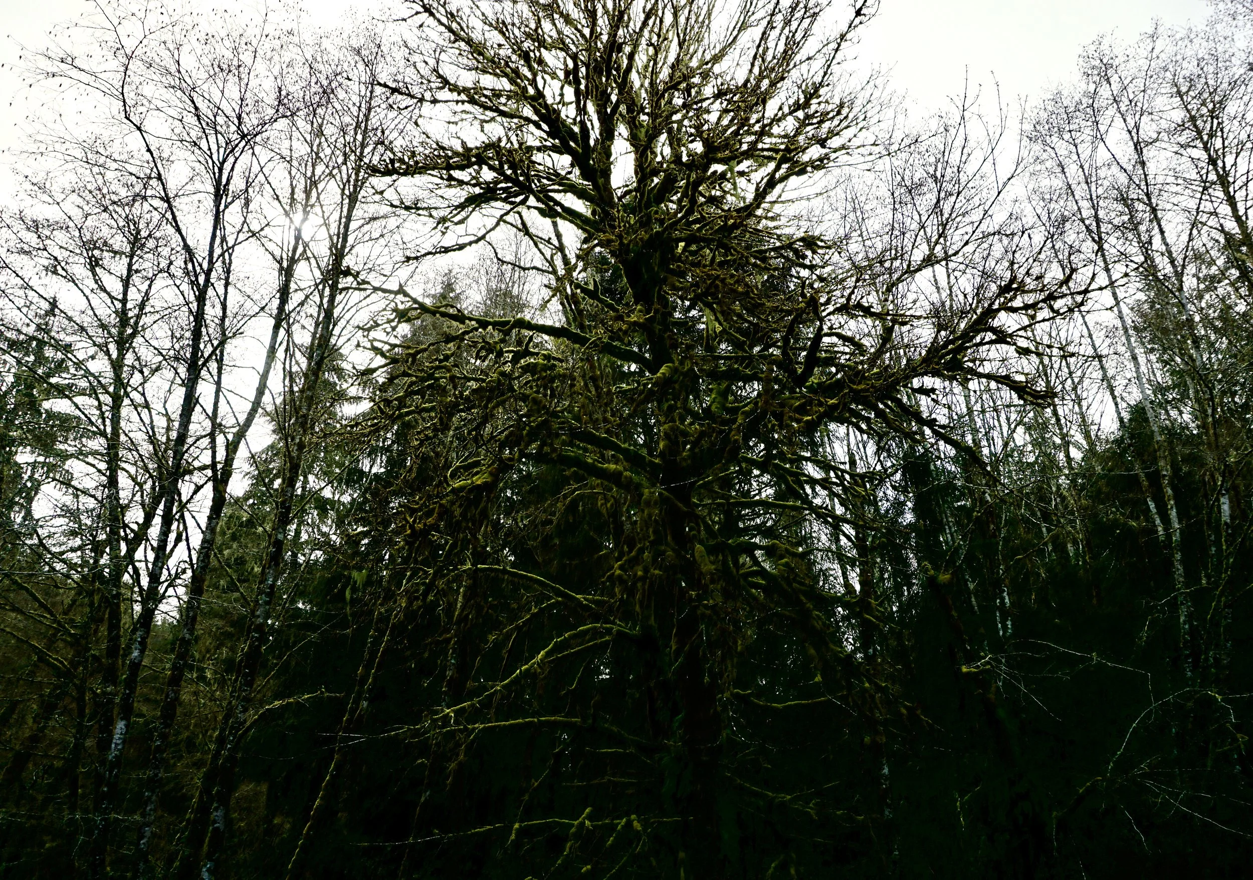 Clallam County, Washington // March 2025