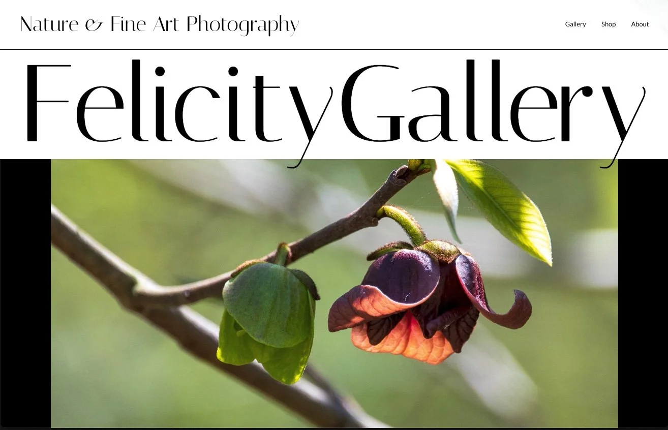 Clean web design homepage example for Felicity Gallery by pk&Coop