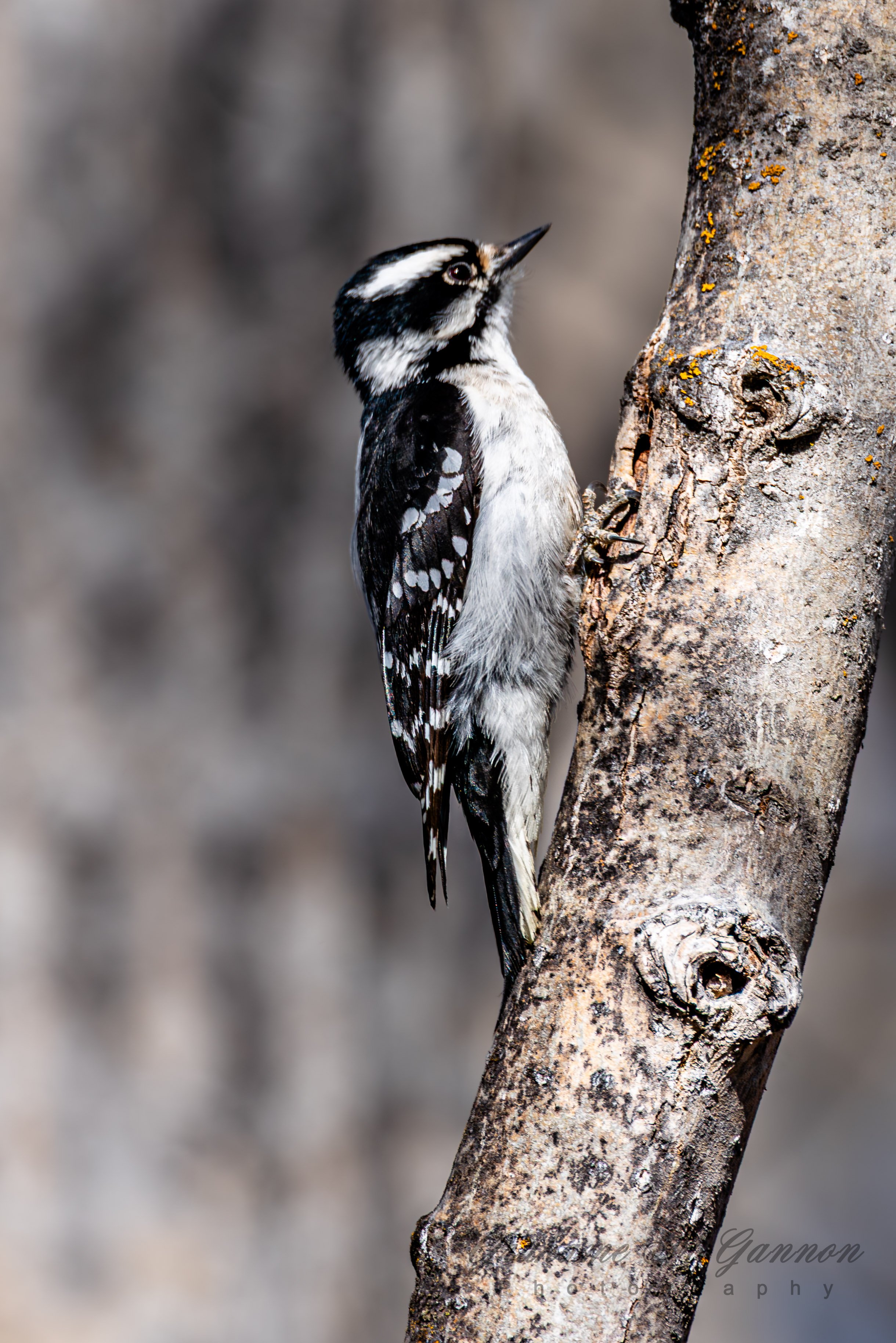 Downy Woodpecker (Female) - A7R9051