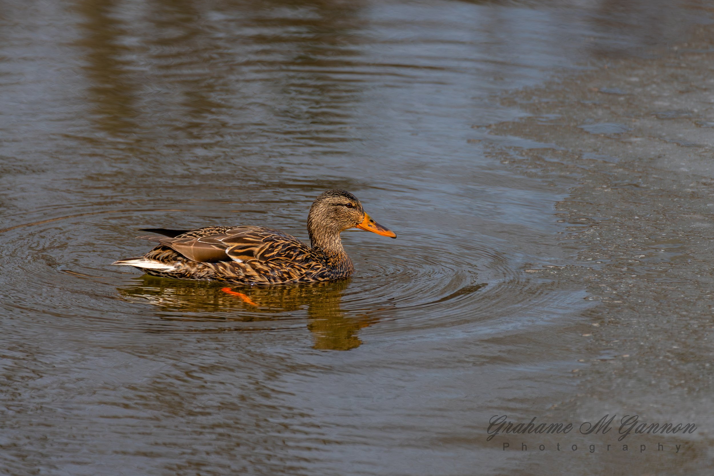 Mallard (Female) - A7R8770