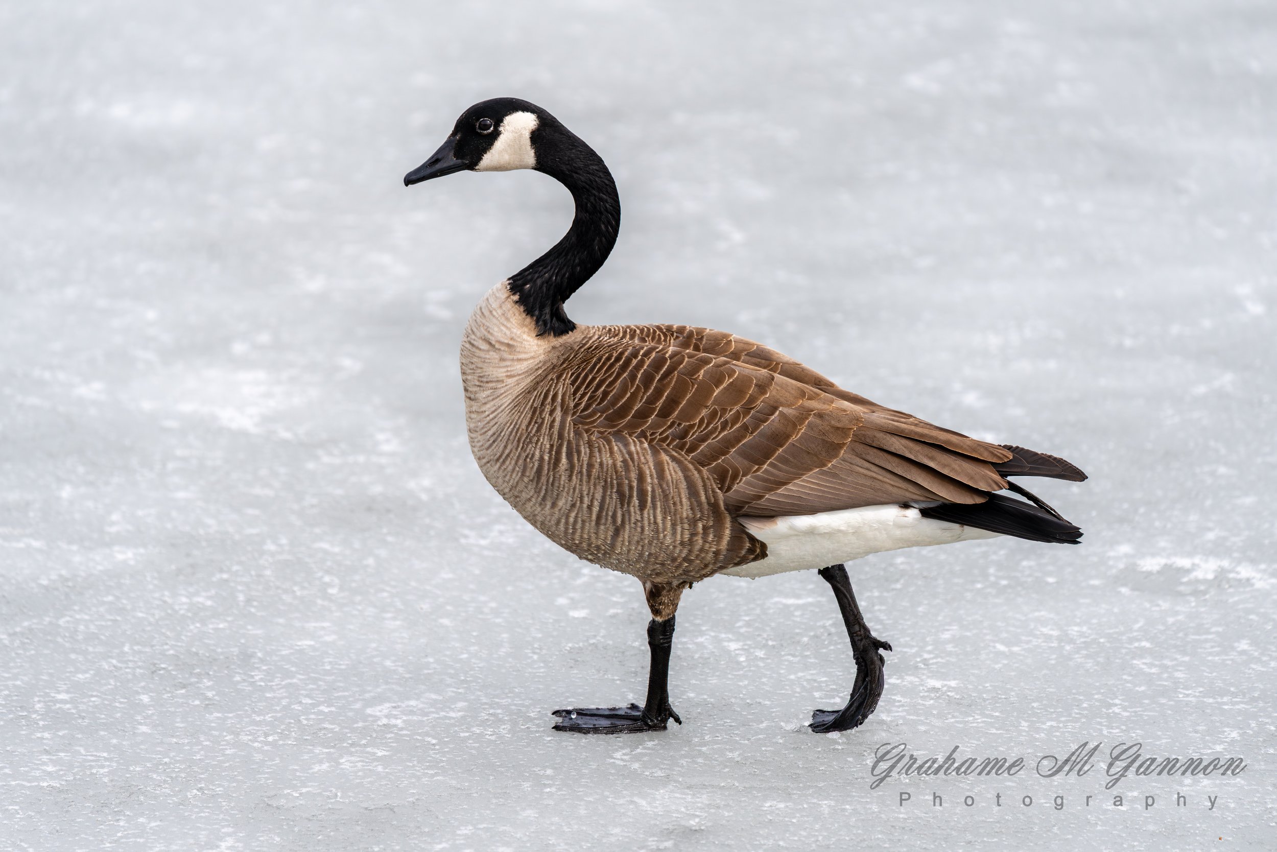 Canada Goose - A7R8721