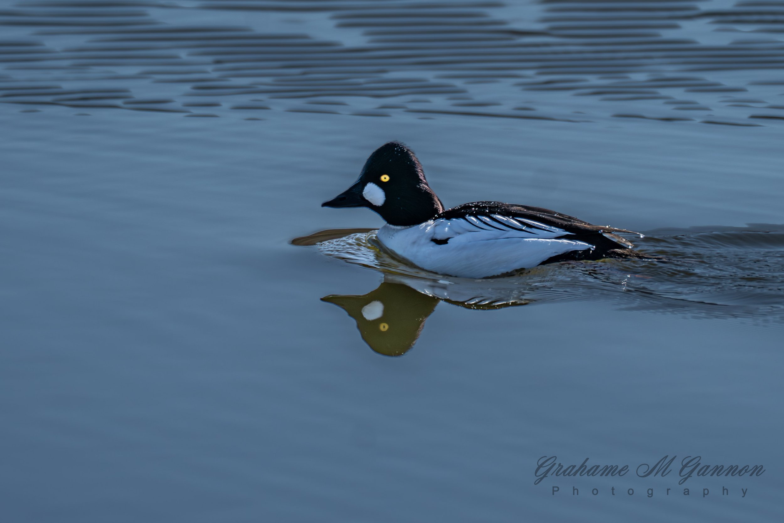 Common Goldeneye (Male) - A7R8981