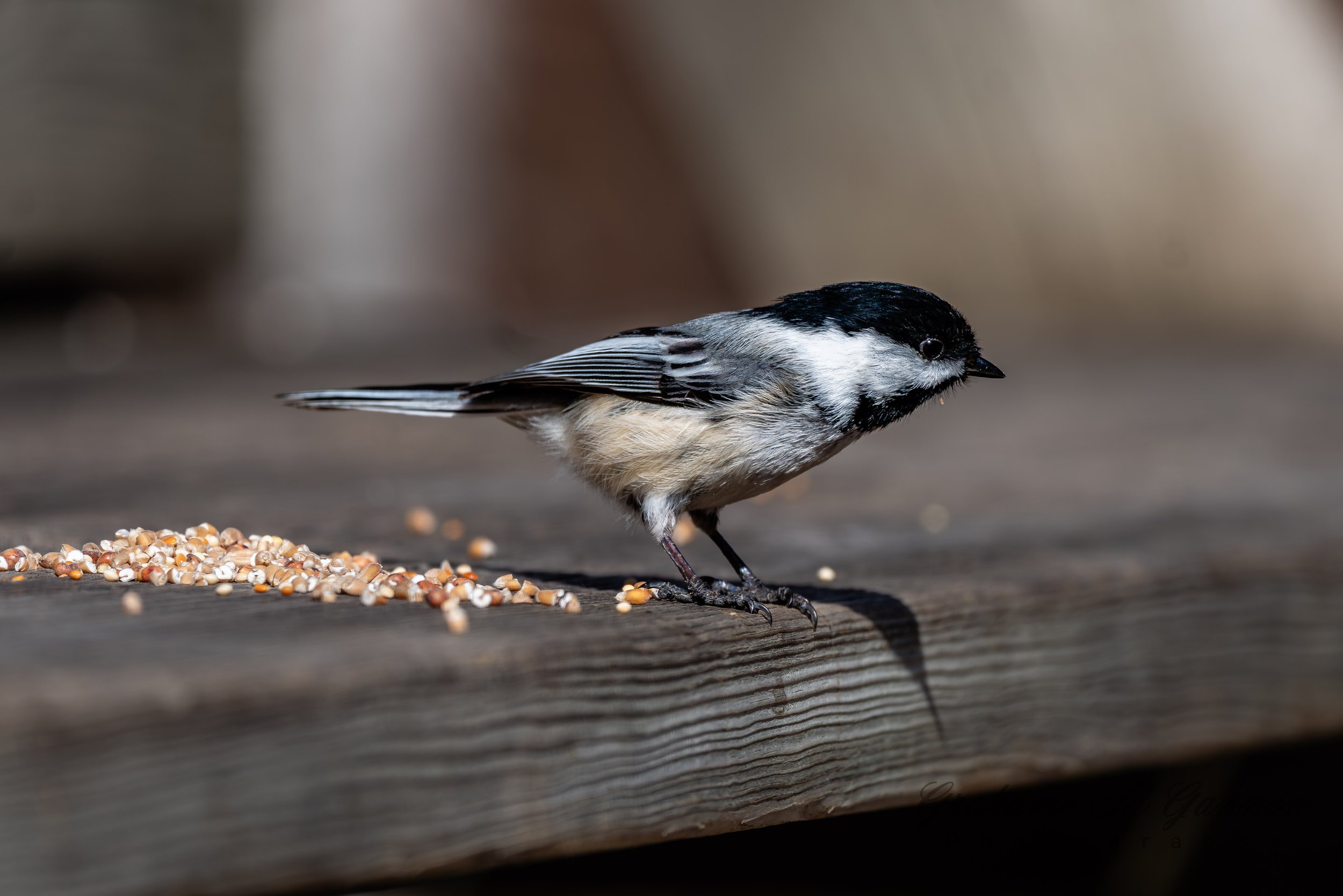 Black-capped Chickadee - A7R9061