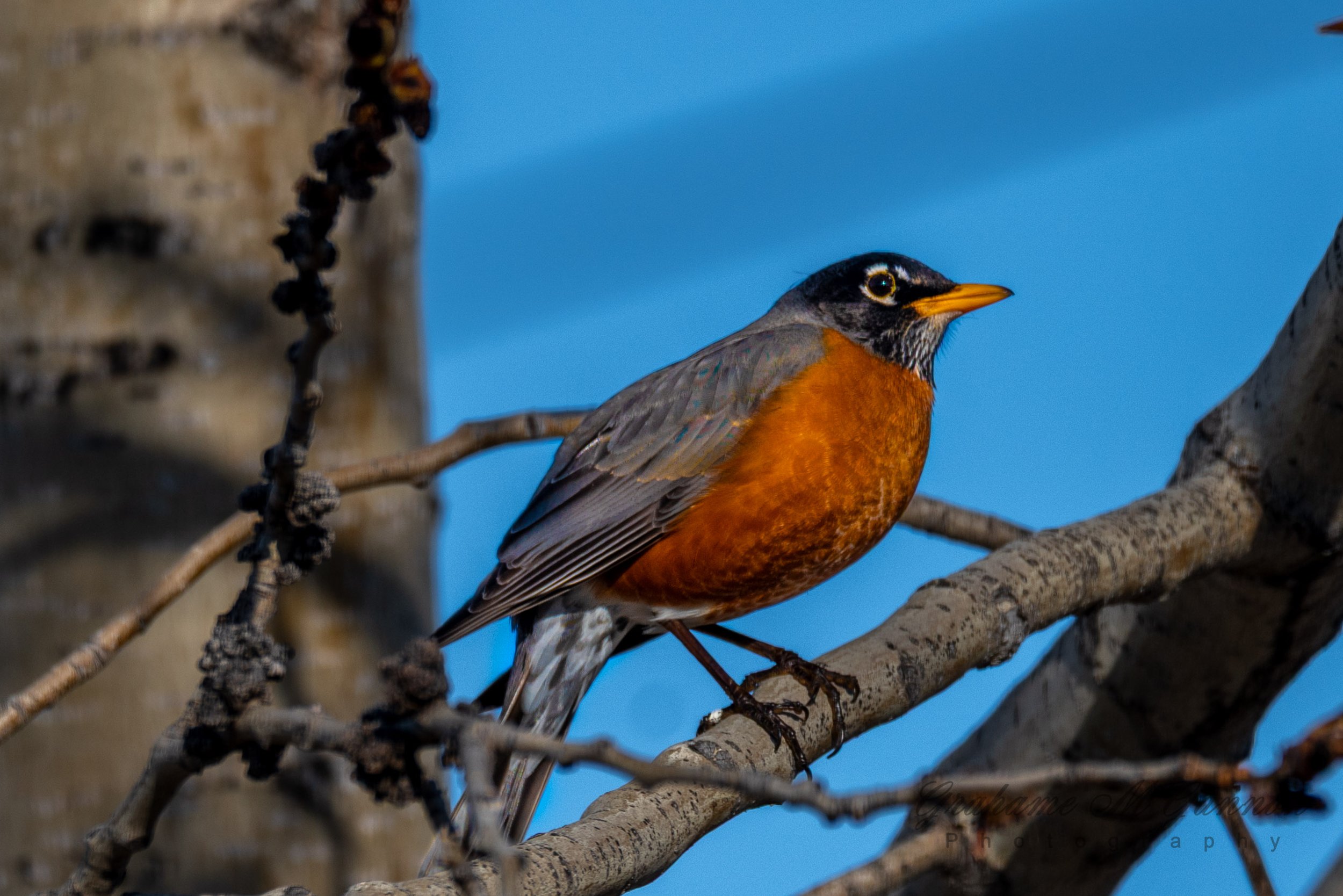 American Robin - A7R8927
