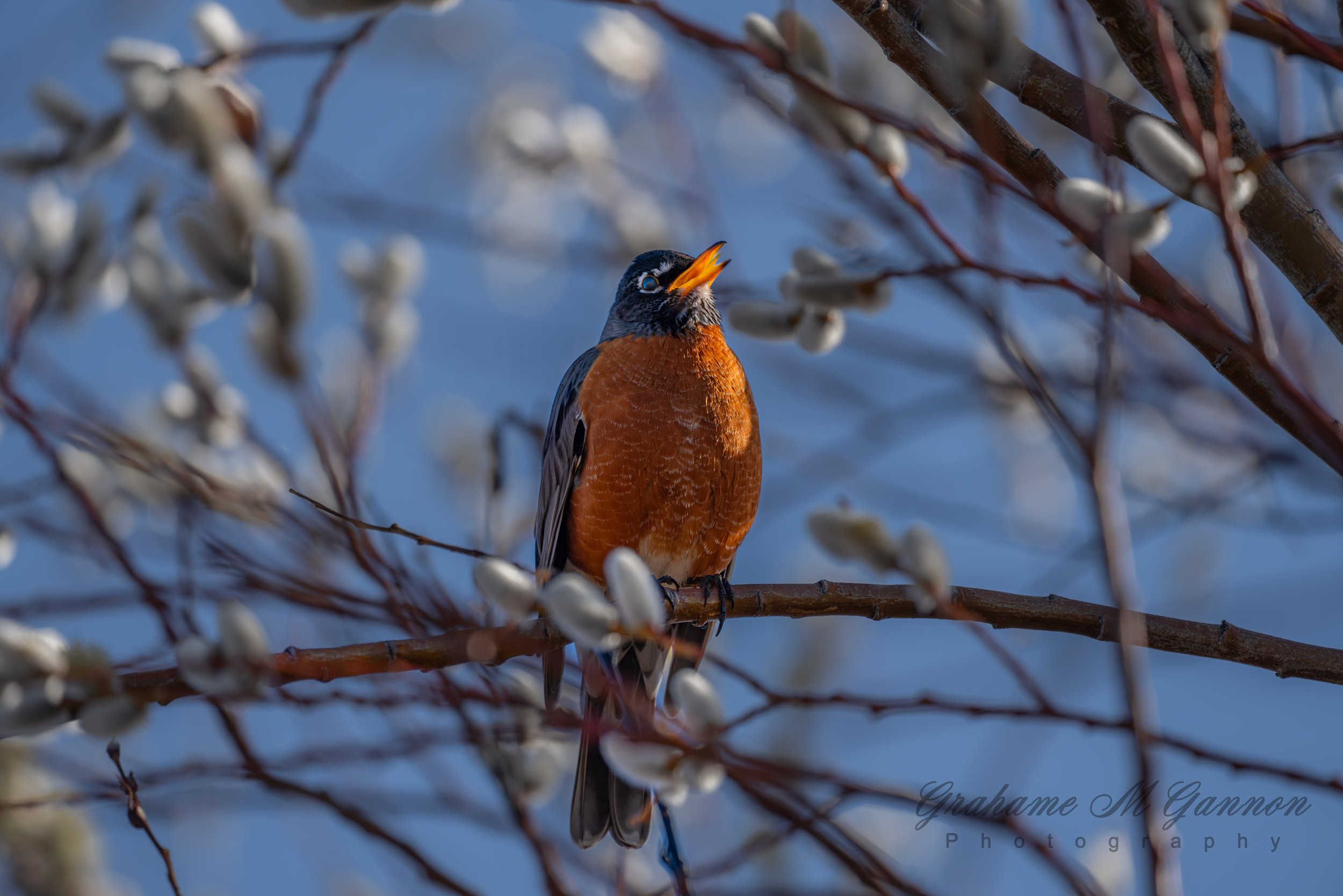 American Robin - A7R8906