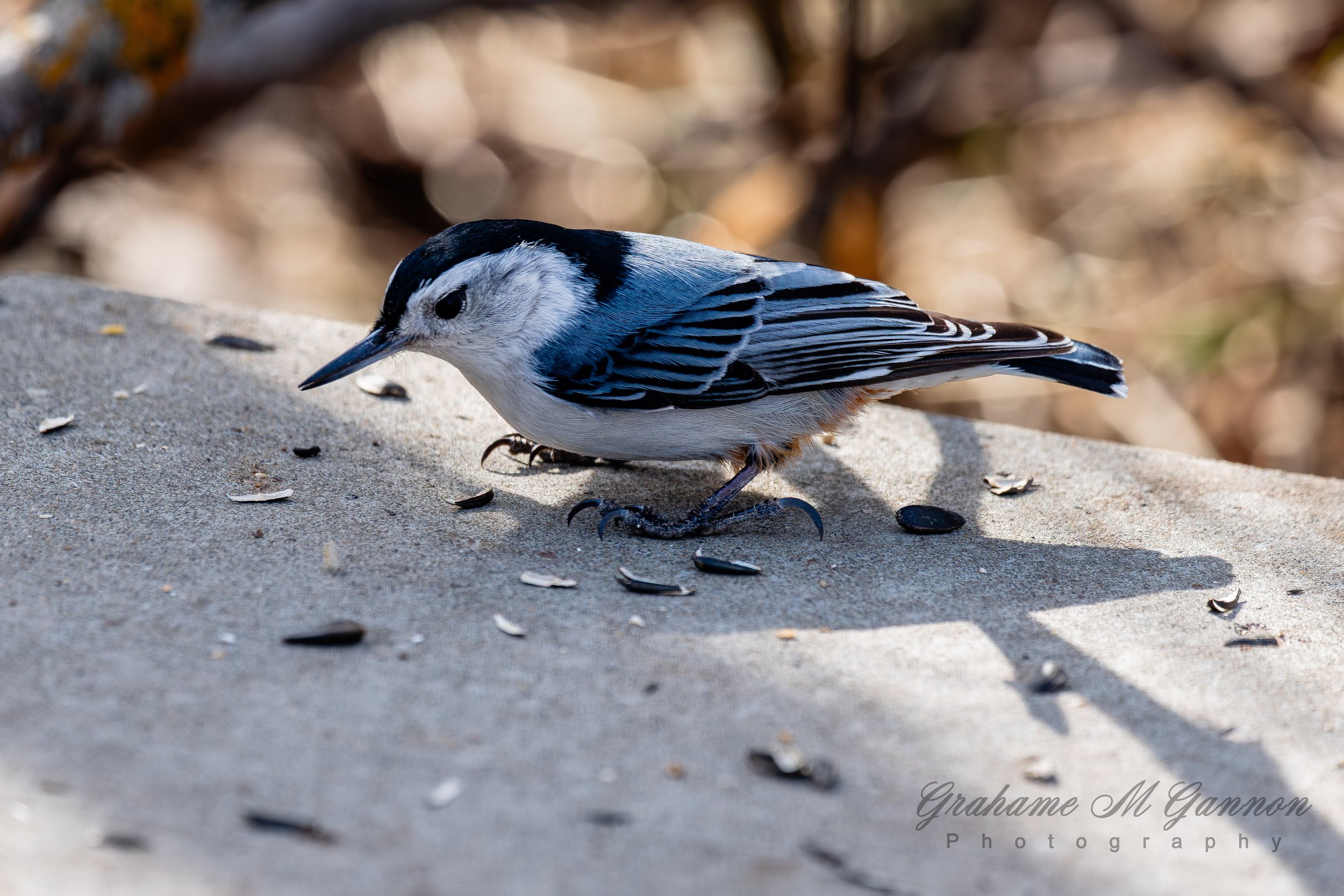 White-breasted Nuthatch - A7R9081