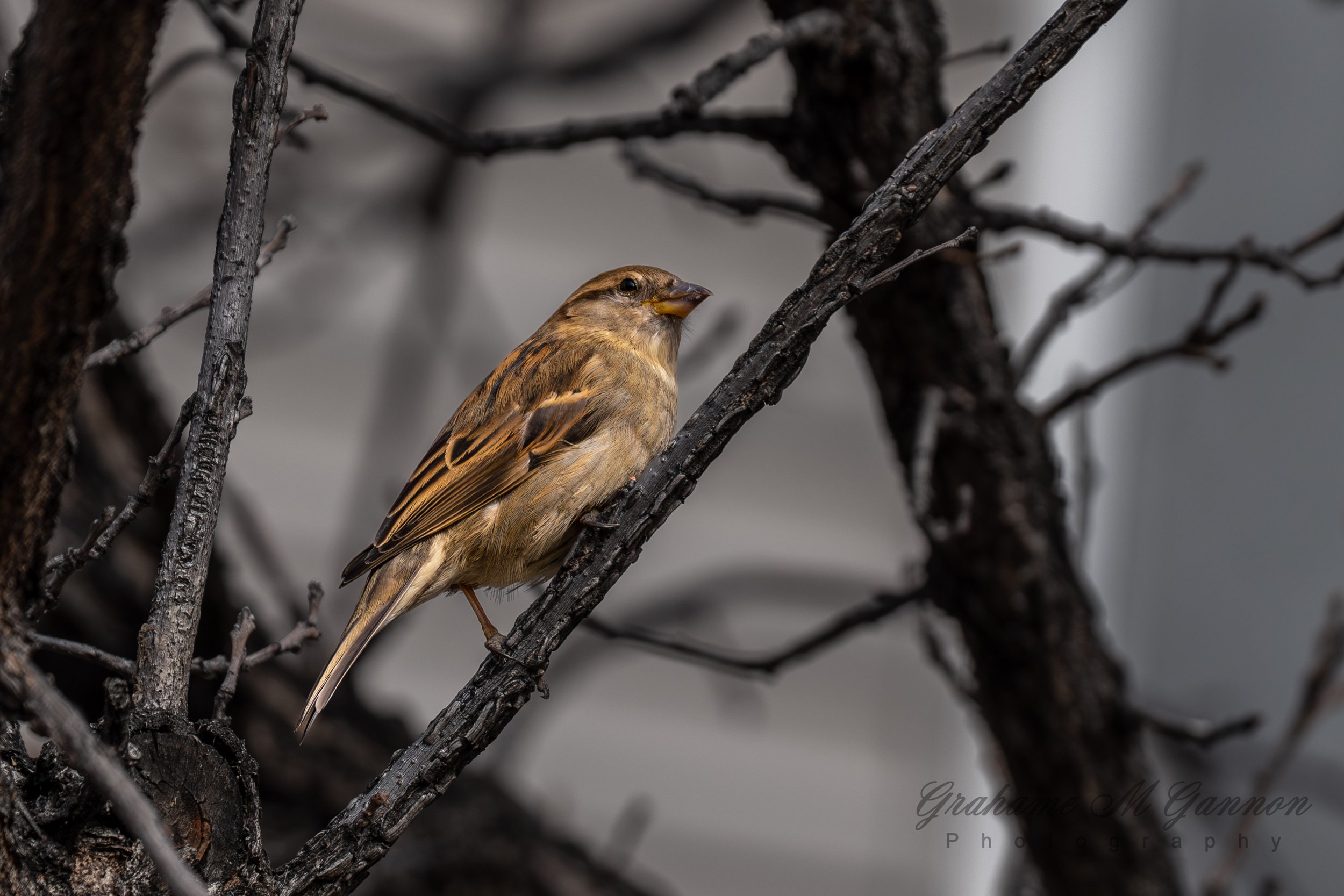 House Sparrow (Female) - A7R8622